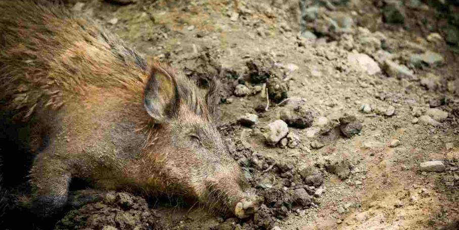 "Catalogne : l'armée déployée en urgence contre la Peste Porcine, la frontière française sous tension"