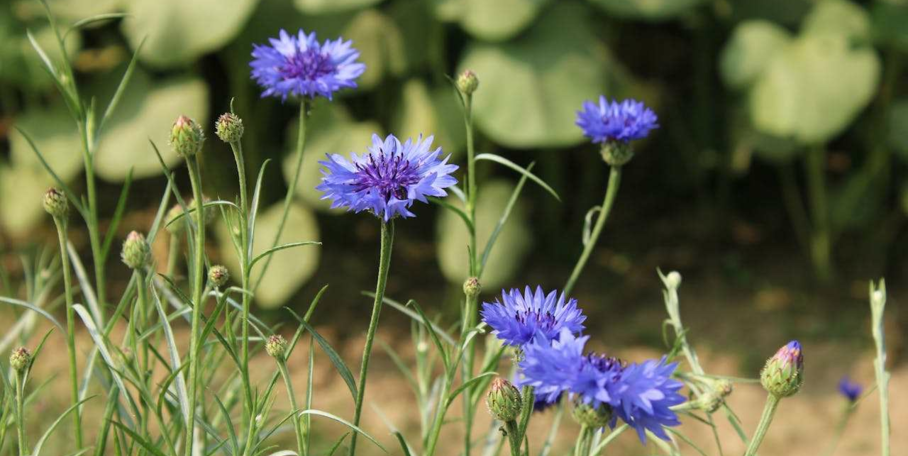 "Aveyron : les chasseurs mobilisés pour l'entretien des chemins et la plantation de haies"