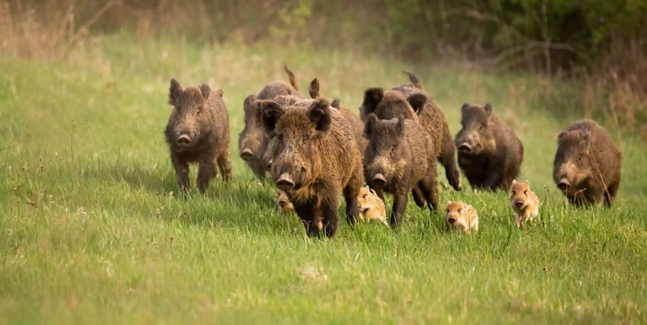 "Peste Porcine en Espagne : l'hypothèse choc d'une fuite de laboratoire"