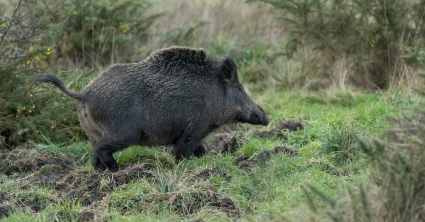 "Peste Porcine Africaine : le virus persiste à 150 km des frontières françaises"