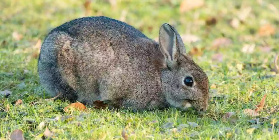"Haute-Garonne : des lapins sauvés de l'autoroute A64 pour repeupler la campagne"
