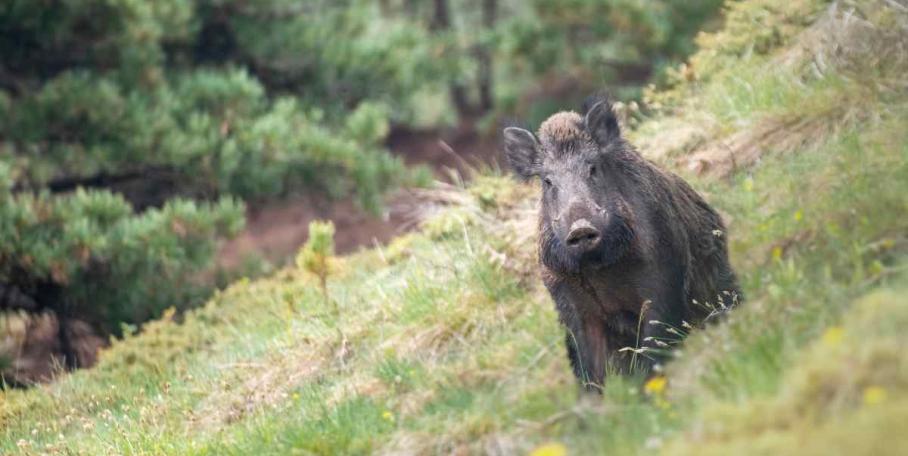 Un homme et son chien attaqués par un sanglier au Bar-sur-Loup