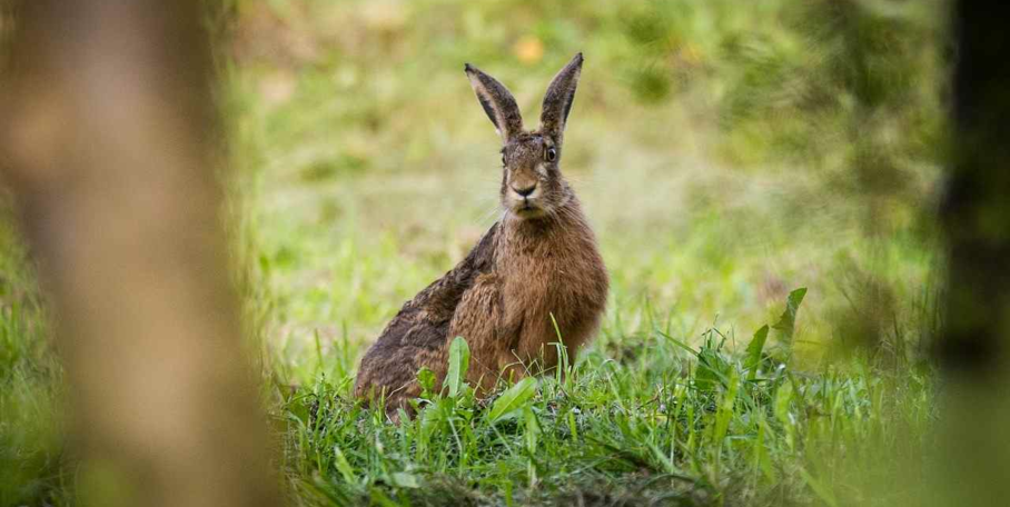 "Sauvetage de la faune : les chasseurs déploient les drones avant la fauche"