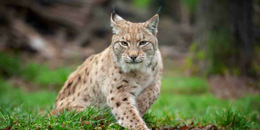 "Doubs : sauvetage périlleux d'un lynx piégé dans une pisciculture à Cusance"