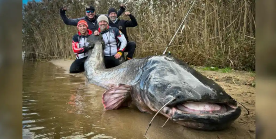 "Un silure géant de 2,92 m bat le record du monde en Pologne !"