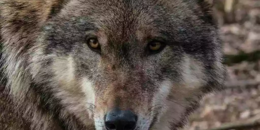 "Loup : La révolte des Alpes ! 8 départements exigent l'abattage de 30% de la population"