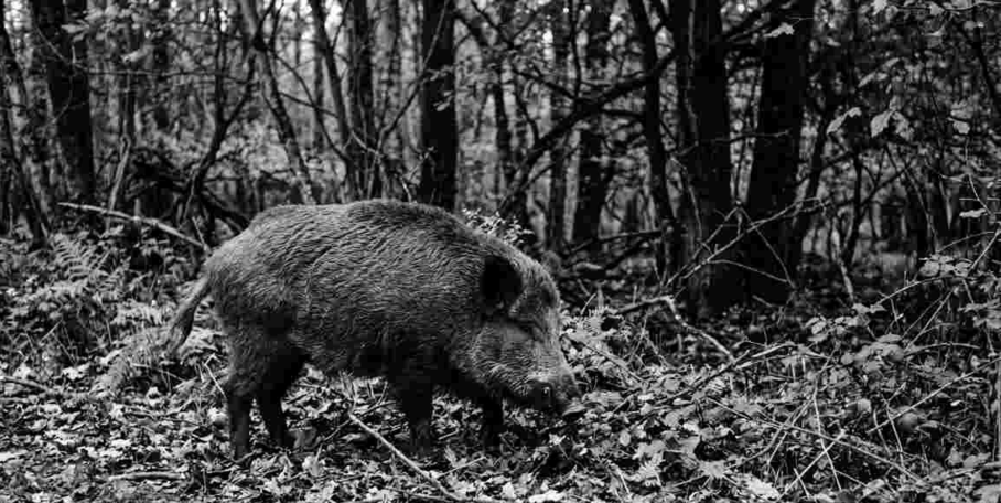 "Morbihan : tirs de nuit autorisés pour réguler les sangliers dans une réserve"