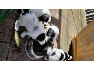 Vends chiots  Grand Epagneuls de Münster