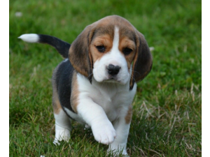 Chiots Beagle