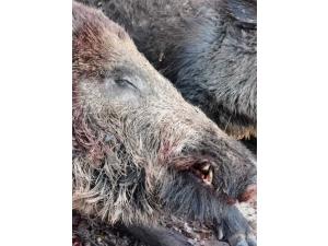 CHASSE GRAND GIBIERS NORD 77
