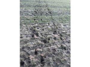 CHASSE GRAND GIBIERS NORD 77