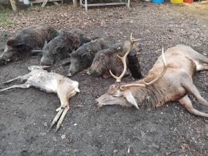 CHASSE GRAND GIBIERS NORD 77
