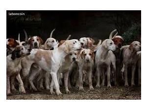 Action de chasse grand gibier - Mayenne (Laval)