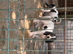 Chiots griffon croisés