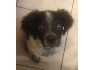 Chiots épagneuls bretons non lof disponible