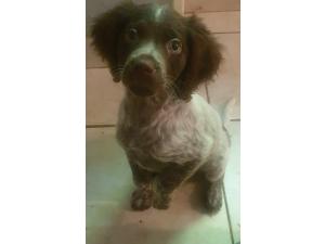 Chiots épagneuls bretons non lof disponible