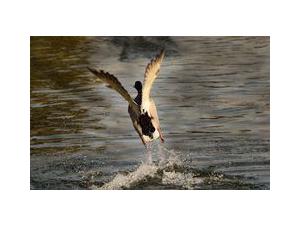 Chasse en Sologne