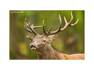Chasse en Sologne