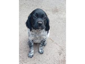 Chiot mâle EPAGNEUL BRETON
