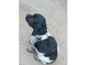 Chiot mâle EPAGNEUL BRETON
