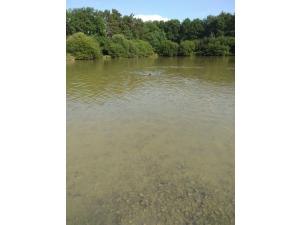 Chasse Sologne Loiret
