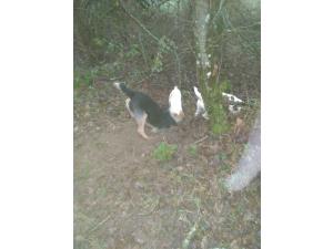 Chasse Sologne Loiret
