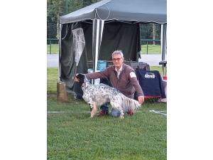 Setter Anglais pour saillie