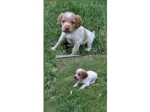 Vends chiots mâles epagneuls bretons