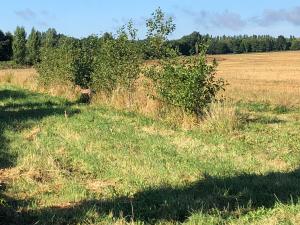 Territoire de chasse dans le Perche a Louer