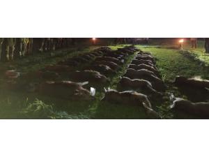 Chasse en battue en République tchèque. Dernières places disponibles à un prix spécial.