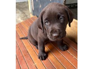 vends chiots labrador