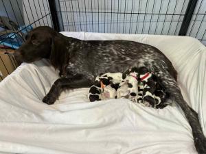 Chiot munsterlander