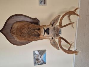 Vend tête de cerf