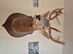 Vend tête de cerf