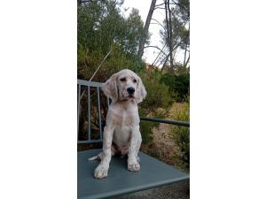 Chiots Setter Anglais