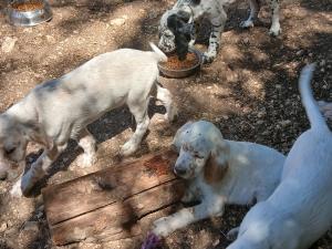 Chiots Setter Anglais