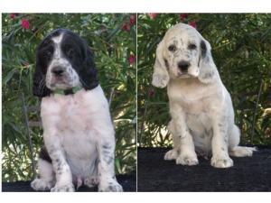 A vendre Chiots Setters Anglais LOF