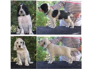 A vendre Chiots Setters Anglais LOF
