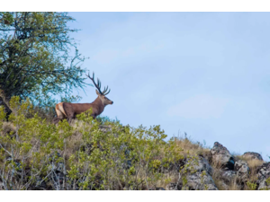Tombola chasser dans le cantal