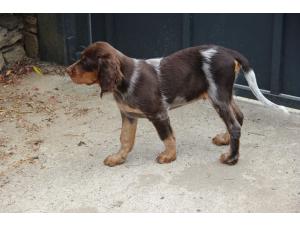 Chiots Epagneul Picard LOF