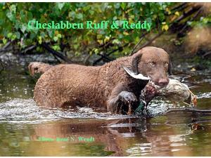 Retriever de la Baie de Chesapeake