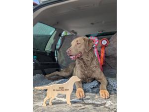 Retriever de la Baie de Chesapeake