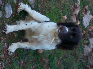 montage Warne complet pour Tikka