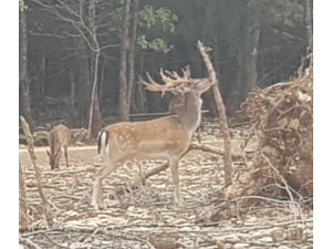 Chasse au grand gibier en enclos