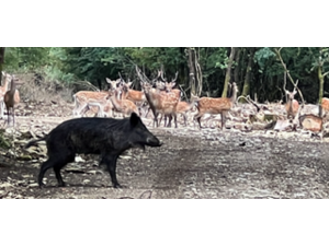 Chasse au grand gibier en enclos
