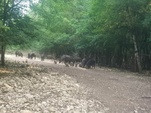 Chasse au grand gibier en enclos