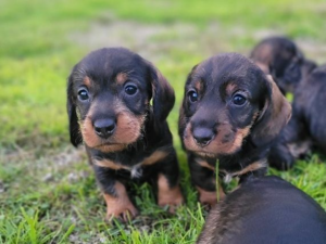 magnifique chiots Teckel Poil Dur LOF - Hautes Origines