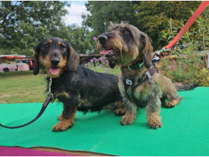 magnifique chiots Teckel Poil Dur LOF - Hautes Origines