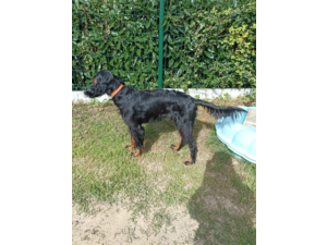 Donne jeune Setter Gordon