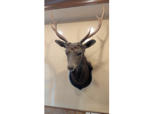 Vendo tête de chevreuil naturalisée